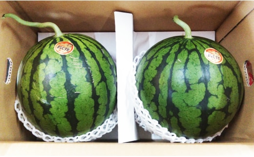 小玉 すいか 2玉 入り 1玉1.5kg 以上 西瓜【2026年5月下旬~6月上旬発送予定】