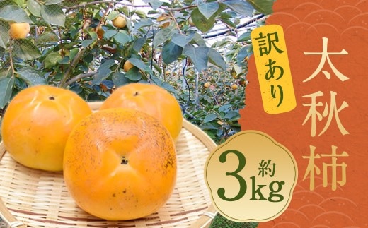太秋柿 秀品 約3kg(約8~14個) ブランド柿 柿 かき たいしゅうかき 甘柿 フルーツ スイーツ くだもの 果物 果実 秋 旬 益城町産 【2026年10月下旬から11月下旬発送予定】