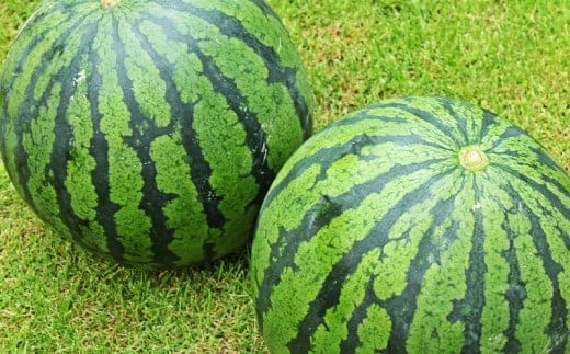 大玉すいか 2玉 L以上 約10kg 【2026年5月上旬~6月下旬発送予定】スイカ 西瓜 すいか 果物 フルーツ くだもの