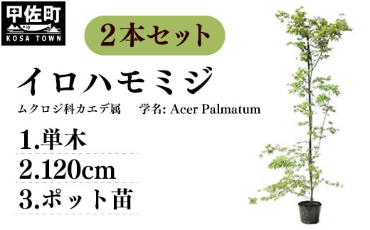 イロハモミジ（伊呂波紅葉）苗木 単木 樹高1.2m前後 2本セット ポット苗 シンボルツリー 落葉樹 植木 庭木