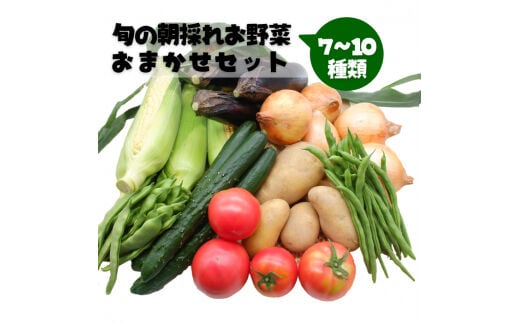 旬の朝採れお野菜おまかせセット - 野菜セット 野菜詰め合わせ 新鮮 フレッシュ 旬の野菜 朝採れ 国産 熊本県産 お任せ 何が入っているかはお楽しみ 7種類前後 おすすめ 熊本県 甲佐町【価格改定】