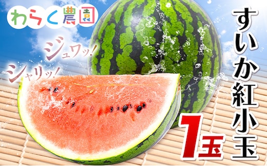 すいか 紅小玉 1玉 わらく農園《2027年7月上旬-7月下旬頃出荷》熊本県 津奈木町 青果物 すいか 西瓜 スイカ 果物 フルーツ---st_cwensbk_7j7g_26_12000_1p---