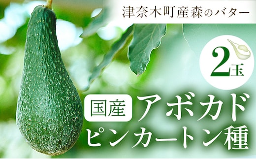 国産 アボカド ピンカートン種 2個入り《2027年1月中旬-2月中旬頃出荷》熊本県 津奈木町 アボカド アボカドピンカートン 果物 旬 果物 南興ファーム---tng_nkf_4_2p---
