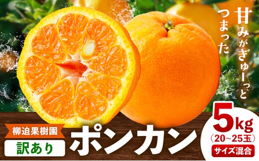 訳あり ポンカン 5kg 20-25玉 サイズ混合《2月中旬-3月中旬出荷予定(土日祝除く)》熊本県 葦北郡 津奈木町 ポンカン みかん 柑橘 送料無料---st_rhkpnk_q2_r7_12000_5kg---