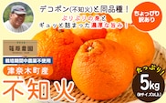 訳あり 不知火 5kg (Mサイズ以上) デコポン と同品種《2027年3月上旬-4月上旬頃出荷》熊本県 葦北郡 津奈木町 篠原農園 訳あり 青果物 フルーツ みかん ---st_shinosrn_3j4j_26_11500_5kg---