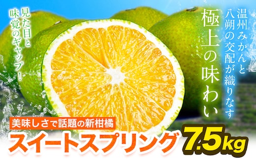 スイートスプリング 7.5kg 熊本県産 送料無料 旬 の みかん 熊本産 取り寄せ (3L～Sサイズ/3L-S混合) 《12月下旬-1月下旬出荷》熊本県 津奈木町 柑橘 希少品種 スイートスプリング 柑橘 果物 スイスプ 旬 の みかん 柑橘 温州みかん---tn_sweetsp_12p_r7_10500_7500g---