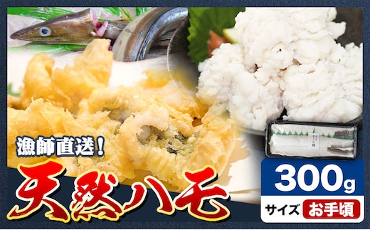 産地直送！ハモ お手頃ハモ 300g《7月上旬-9月末頃出荷予定》熊本県 葦北郡 津奈木町 平国丸 旬 旬の魚 鰻 鱧 湯引き 天ぷら 新鮮 お手頃---st_fhkmhm_af79_r7_9000_300g---