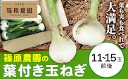 葉付き玉ねぎ 11～15玉前後 篠原農園《1月上旬-3月上旬頃出荷》熊本県 葦北郡 津奈木町 野菜 たまねぎ バーベキュー ホイル焼き---st_shinohtama_ad13_r7_7500_5kg---