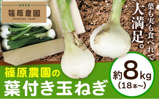 葉付き玉ねぎ 8kg 篠原農園《1月上旬-3月中旬頃出荷予定》熊本県 葦北郡 津奈木町 野菜 たまねぎ バーベキュー ホイル焼き---st_shinohtama_1j3c_26_12000_8kg---