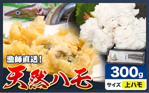 産地直送！ハモ 上ハモ 300g《7月上旬-9月末頃出荷予定》熊本県 葦北郡 津奈木町 平国丸 旬 旬の魚 鰻 鱧 湯引き 天ぷら 新鮮 上---st_fhkmhmj_af79_r7_10000_300g---