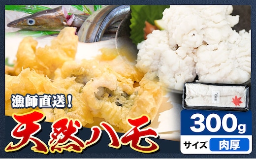 産地直送！ハモ 肉厚ハモ 300g《7月上旬-9月末頃出荷予定》熊本県 葦北郡 津奈木町 平国丸 旬 旬の魚 鰻 鱧 湯引き 天ぷら 新鮮 肉厚---st_fhkmhmn_af79_r7_11000_300g---
