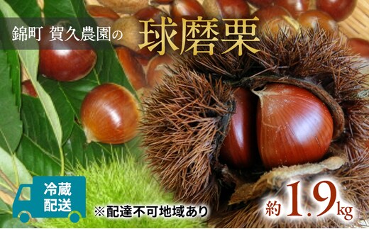 栗 草生栽培で育てた賀久農園の球磨栗 約1.9kg 2026年発送 配送不可 離島 果物類 くり 