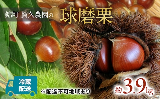 栗 草生栽培で育てた賀久農園の球磨栗 約3.9kg 2026年発送 配送不可 離島 果物類 くり 