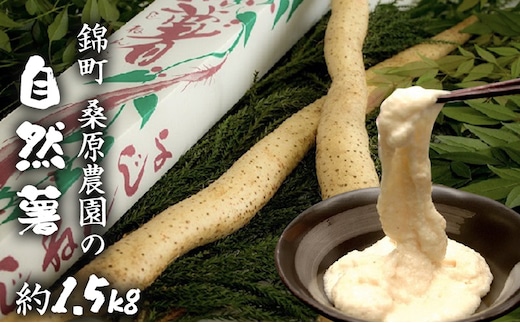 自然薯 約1.5kg 錦町産 桑原農園 配送不可：離島 