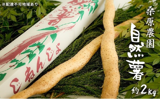 自然薯 約2kg 錦町産 桑原農園 配送不可：離島 野菜 根菜 