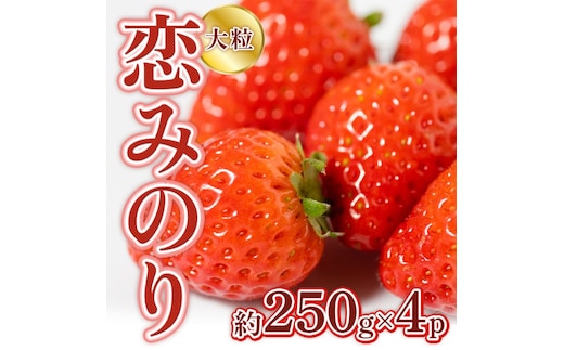 恋みのり 1kg 先行予約 約250g×4P 錦町産 いちご 恋みのり 苺 イチゴ デザート フルーツ 2027年1月以降より順次発送 配送不可:離島