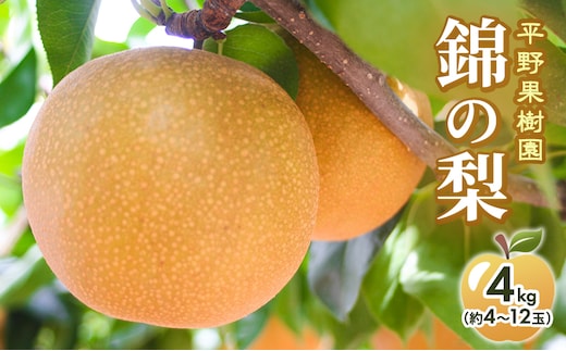 梨 先行予約 4kg 平野果樹園 錦の梨 清流錦 2026年発送 フルーツ 果物 デザート 配送不可：離島 
