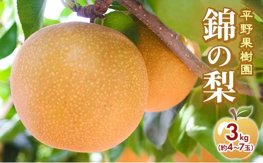 梨 先行予約 3kg 平野果樹園 錦の梨 清流錦 2026年発送 フルーツ 果物 デザート 配送不可：離島 