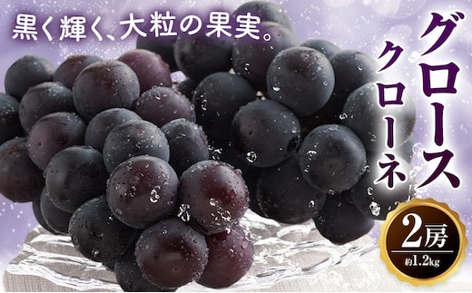 グロースクローネ 2房 約1.2kg 蕨野農園《9月上旬-10月上旬頃出荷》熊本県 山江村 果物 フルーツ ブドウ ぶどう---yme_wbn_2_1200g---