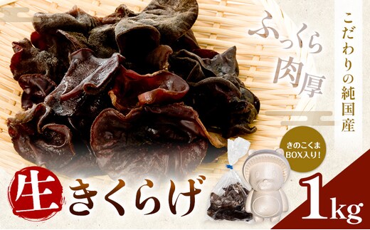 生きくらげ 1kg 鷹乃産業有限会社 《30日以内に出荷予定(土日祝除く)》熊本県 球磨郡 山江村 きくらげ きのこ 野菜---sy_ctakanmk_30d_25_15000_1kg---