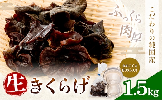 生きくらげ 1.5kg 鷹乃産業有限会社 《30日以内に出荷予定(土日祝除く)》熊本県 球磨郡 山江村 きくらげ きのこ 野菜---sy_ctakanmk_30d_25_18000_1500g---
