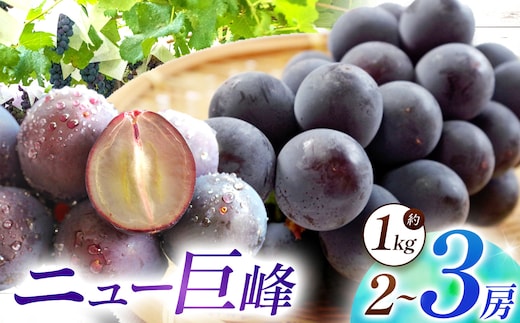 【先行予約】【数量限定】宮内果樹観光園のニュー巨峰 約1kg ぶどう 2～3房 | フルーツ 果物 くだもの ブドウ 葡萄 巨峰 ニュー巨峰 産地直送 大分県 中津市