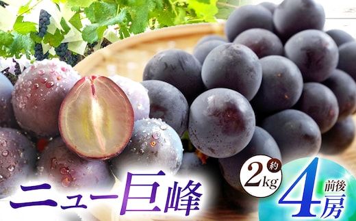 【先行予約】【数量限定】宮内果樹観光園のニュー巨峰 約2kg ぶどう 4房程度 | フルーツ 果物 くだもの ブドウ 葡萄 巨峰 ニュー巨峰 産地直送 大分県 中津市