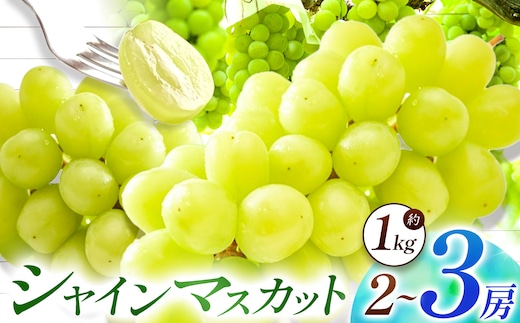 【先行予約】【数量限定】宮内果樹観光園のシャインマスカット 約1kg 2房前後 | フルーツ 果物 くだもの ぶどう ブドウ 葡萄 シャインマスカット マスカット 産地直送 大分県 中津市