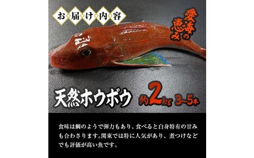 天然 ホウボウ (約2kg・計3-5本) 【CS10】【(有)丸昌水産】 | d