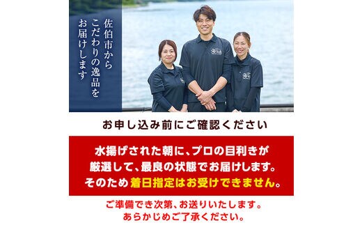 ヒラメ 刺身用 ブロック 冷蔵(1匹分・4-5人前) 【AS135】【海べ (株