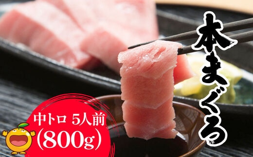 本まぐろ お刺身用 中トロ5人前(800g) 鮪 海鮮丼 刺し身 刺身 盛り合わせ 冷凍 魚の刺身 大分県産 九州産 津久見市 熨斗対応