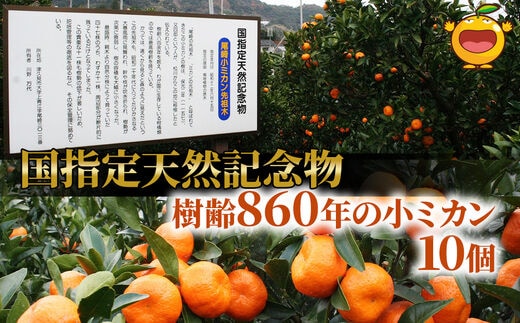 【先行予約】国指定天然記念物 尾崎小ミカン先祖木の小ミカン10個 | みかん 果物 大分県 九州 津久見市 国産