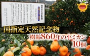 【先行予約】国指定天然記念物 尾崎小ミカン先祖木の小ミカン10個 | みかん 果物 大分県 九州 津久見市 国産