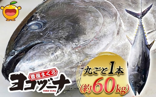 マグロ まるごと1本 約60kg（解体・カットなし） 豊後まぐろヨコヅーナ | 大分県津久見市産 マグロ まぐろ 鮪 丸ごと 赤身 大トロ 中トロ トロ 刺身