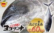 マグロ まるごと1本 約60kg（解体・カットなし） 豊後まぐろヨコヅーナ | 大分県津久見市産 マグロ まぐろ 鮪 丸ごと 赤身 大トロ 中トロ トロ 刺身