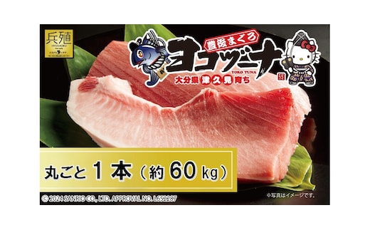 マグロ まるごと1本 約60kg 豊後まぐろヨコヅーナ 大分県津久見市産 マグロ まぐろ 鮪 丸ごと 赤身 大トロ 中トロ トロ 刺身