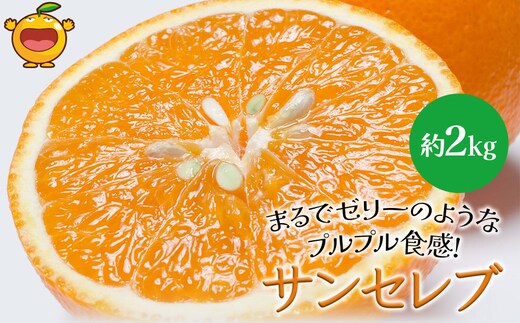 まるでゼリーのようなプルプル食感!サンセレブ約2kg(化粧箱) ミカン 
