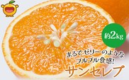 まるでゼリーのようなプルプル食感!サンセレブ約2kg(化粧箱) | ミカン みかん 大分県 九州 津久見市 国産