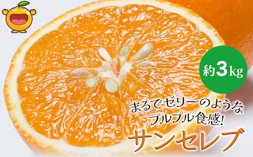 まるでゼリーのようなプルプル食感!サンセレブ約3kg(化粧箱) | ミカン みかん 大分県 九州 津久見市 国産
