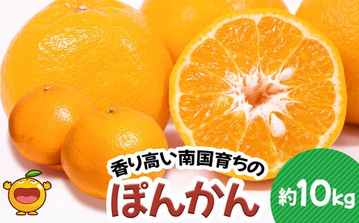 ぽんかん 10kg | みかん ミカン ポンカン 果物 大分県 九州 津久見市 国産