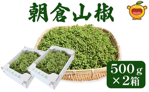 数量限定！朝倉山椒 500ｇ×2箱 生山椒 枝付き さんしょう サンショウ 花椒 ホアジャオ スパイス 調味料 大分県産 九州産 津久見市 国産