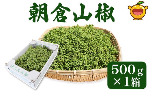 数量限定！朝倉山椒 500ｇ×1箱 生山椒 枝付き さんしょう サンショウ 花椒 ホアジャオ スパイス 調味料 大分県産 九州産 津久見市 国産