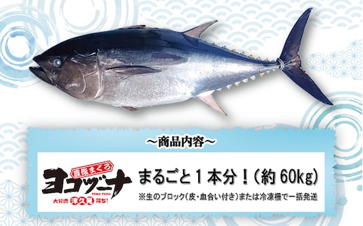 【本マグロ／マグロまるごと1本】豊後まぐろヨコヅーナ 1本分セット | まぐろ1本 マグロ食べ尽くし