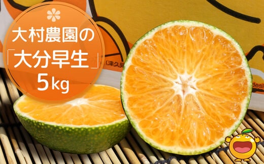 大村農園の極早生みかん おおいた早生 5kg | ミカン 蜜柑 果物 大分県 九州 津久見市 国産