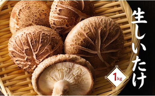 大分産生椎茸（生しいたけ） 津久見で育てた肉厚生しいたけ 生椎茸 1?s | しいたけ 椎茸 シイタケ しいたけステーキ 大分県産シイタケ 産直椎茸 しいたけきのこ ギフト 国産 産地直送 津久見市