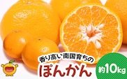 ぽんかん 10kg | みかん ミカン ポンカン 果物 大分県 九州 津久見市 国産