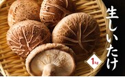 大分産生椎茸（生しいたけ） 津久見で育てた肉厚生しいたけ 生椎茸 1?s | しいたけ 椎茸 シイタケ しいたけステーキ 大分県産シイタケ 産直椎茸 しいたけきのこ ギフト 国産 産地直送 津久見市