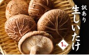 訳あり・大分産椎茸（生椎茸）津久見で育てた肉厚生椎茸 生しいたけ 1?s | しいたけ 生椎茸 シイタケ 乾し椎茸 大分県産シイタケ しいたけステーキ 椎茸生 しいたけきのこ ギフト 国産 産地直送 津久見市