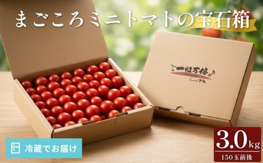 まごころ ミニトマト の 宝石箱 3.0kg (150玉前後)