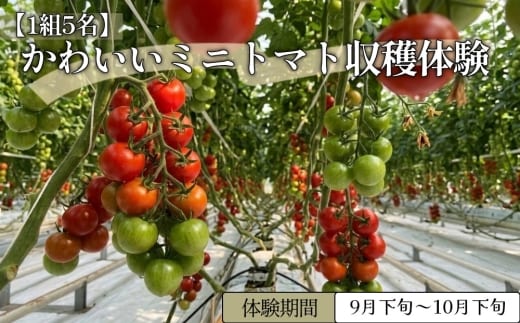 【1組5名】かわいいミニトマト収穫体験～【体験期間：9月下旬～10月下旬】